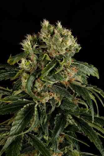 Santa Sativa > Dinafem Seeds | Feminisierte Hanfsamen  |  Sativa